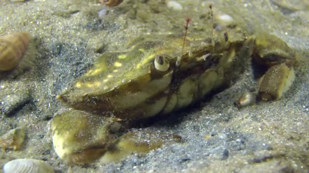 Green crab (Carcinus maenas). — Stock Video