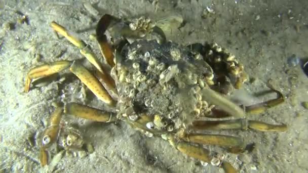 Green crab (Carcinus maenas). — Stock Video