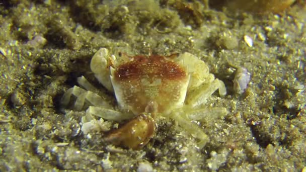 Grapsoid Crab (Brachynotus lucasi). — Stock Video