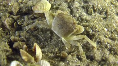 Grapsoid Yengeç (Brachynotus lucasi).