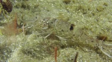 Kahverengi karides (Crangon crangon).