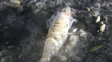 Kahverengi karides (Crangon crangon).