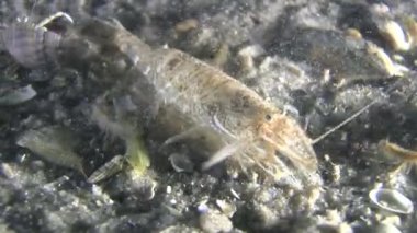 Kahverengi karides (Crangon crangon).