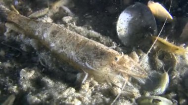 Kahverengi karides (Crangon crangon).