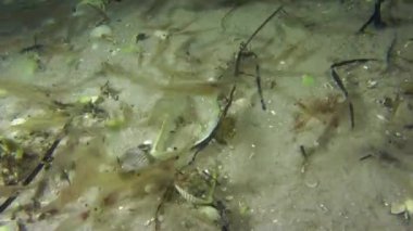 Kumlu alt arka plan üzerinde birçok karides.