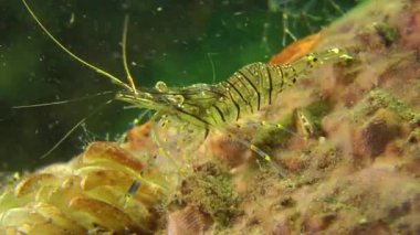 Çim bir kayaya oturan karides.