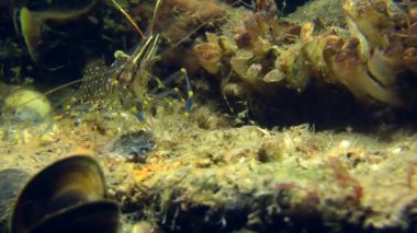 Çim karides bir şeyler yemeye.