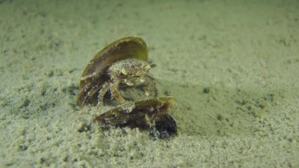 Grapsoid krabba i det tomma skalet av mussla. — Stockvideo