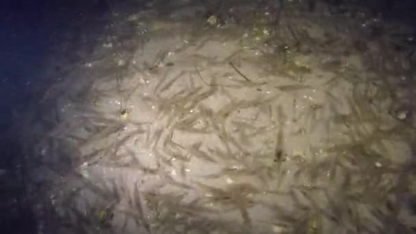 Un grand troupeau de crevettes . — Video