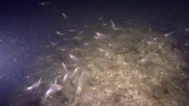 Grande concentration de crevettes . — Video