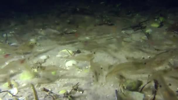 Beaucoup de crevettes .