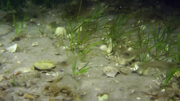 Viele Garnelen auf einem Hintergrund aus Seegras. — Stockvideo