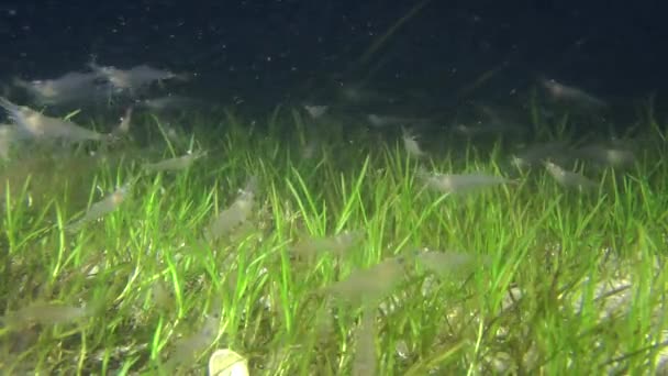 Muchos camarones sobre los lechos de hierba marina . — Vídeo de stock
