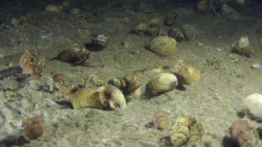 Birkaç küçük münzevi kimse Yengeç kumlu alt.