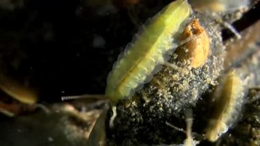 Baltık Isopod midye kabuğu üzerinde.