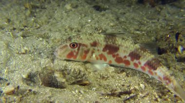 Tekir kumlu altta yatan.