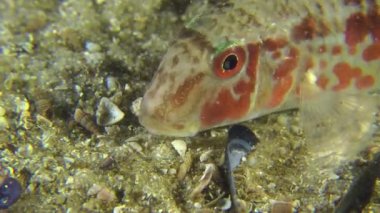 Deniz balık tekir portresi.