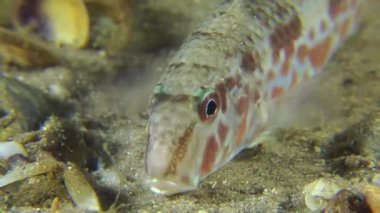 Deniz balık tekir portresi.