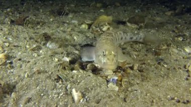 Kum kayabalığı kendisini kuma gömer.