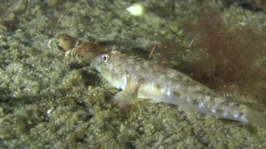 Kum kayabalığı, hızlı bir şekilde kum burrows.