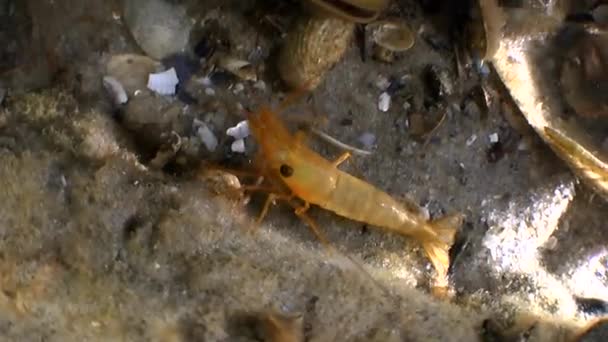 Shrimp on a piece of of the wreck. — Stock Video