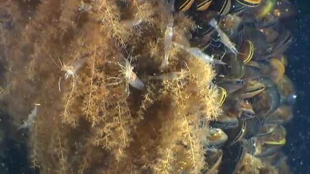 Grass Prawn on the colonies of Bell Hydroid. — Stock Video