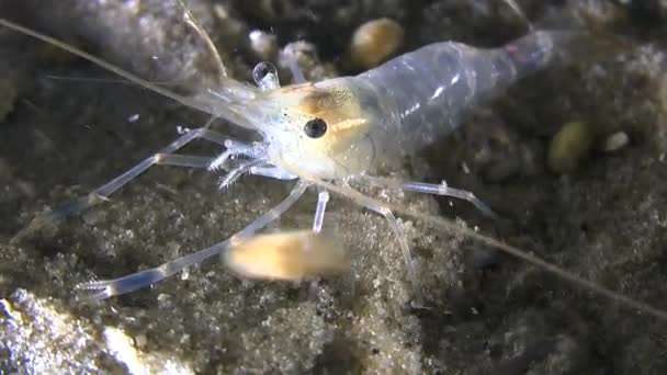 Shrimp on a sandy bottom. — Stock Video