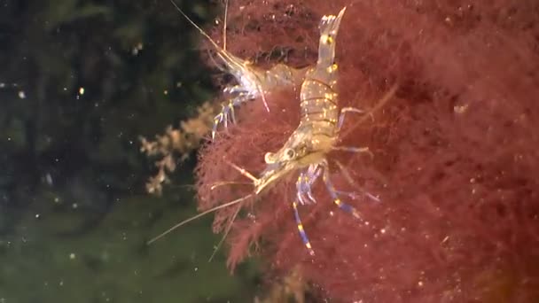 Waves swing red algae with shrimps. — Stock Video