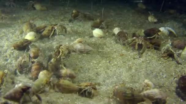Um grande número de pequenos caranguejos eremitas . — Vídeo de Stock