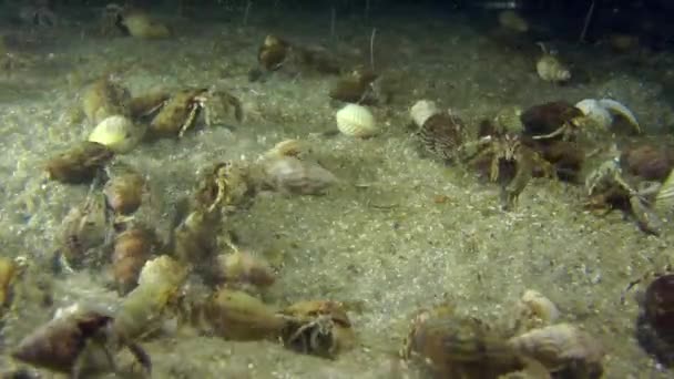 A large number of Small hermit crabs. — Stock Video