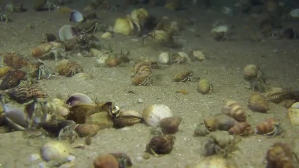 Duża liczba małych kraby pustelniki. — Wideo stockowe