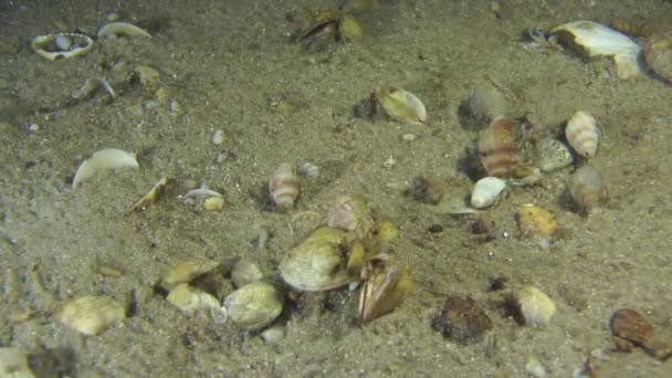 Verschillende kleine hermit krabben op de zanderige bodem. — Stockvideo