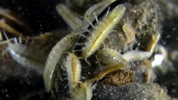 Ett stort antal baltiska Isopods. — Stockvideo