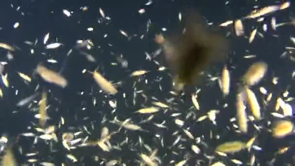 Eine große Anzahl baltischer Isopoden in der Wassersäule. — Stockvideo
