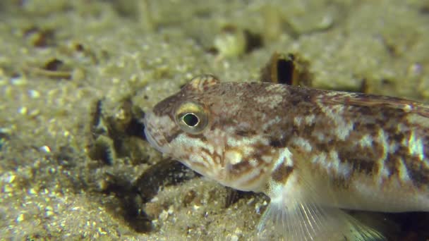 Monkey goby on the sandy bottom. — Stock Video