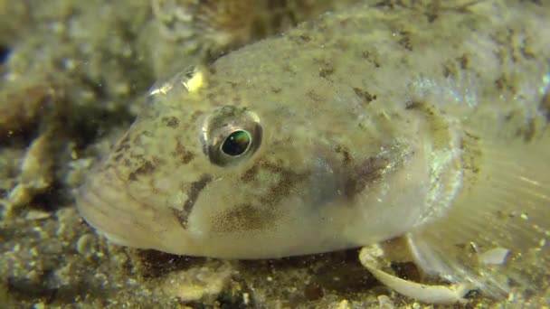 Portrait of Monkey goby. — Stock Video