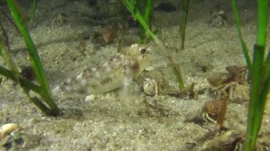 Maymun kayabalığı, hızlı bir şekilde kum burrows.