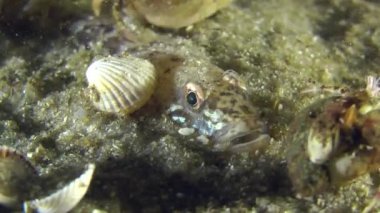 Kısmen gömülü kum kayabalığı portresi.