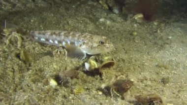 Kum kayabalığı alt yüzüyor.