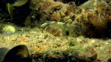 Bir kaya saklanıyor tubenose kaya balığı.