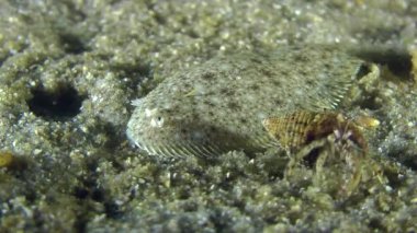 Kum sole kumlu bir altta yatan.