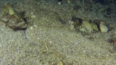 Kum sole kumlu bir altta yatan.