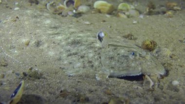 Kum sole kumlu bir altta yatan.