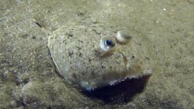 Kum sole kumlu bir altta yatan.