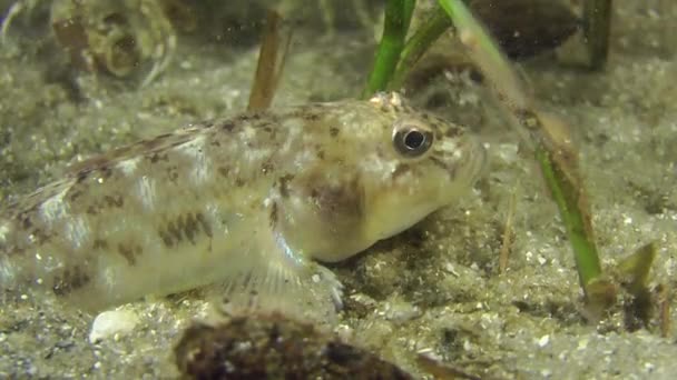 Stonek Monkey goby poblíž mořská tráva. — Stock video