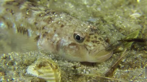 Areia goby enterra-se na areia . — Vídeo de Stock