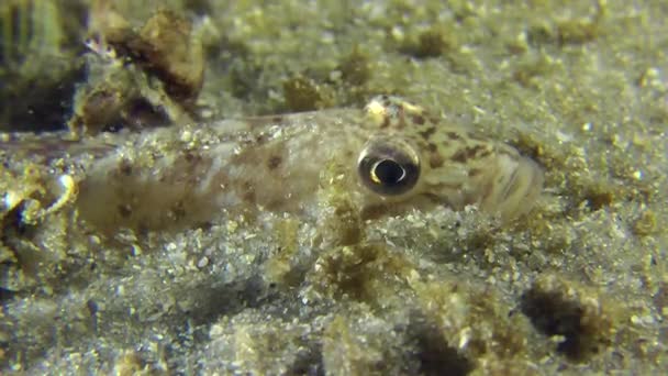 Partially buried in the sand Monkey goby. — Stock Video