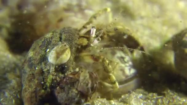 Half begraven in het zand Monkey goby. — Stockvideo