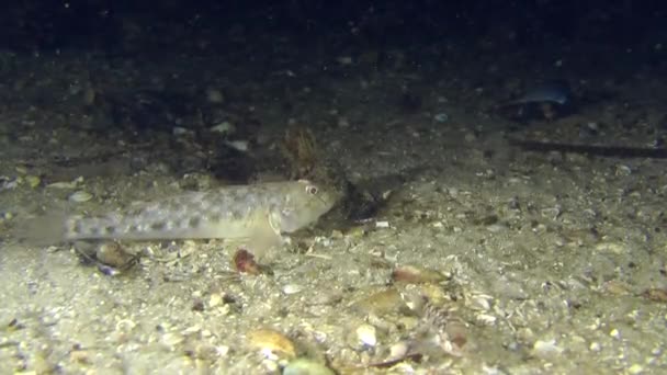 Areia goby colocar em um fundo arenoso . — Vídeo de Stock