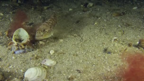 Aap goby begraaft zelf in het zand. — Stockvideo